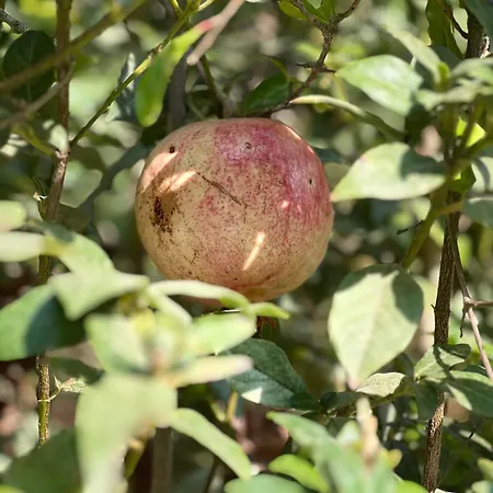 Maria נאו חוריו