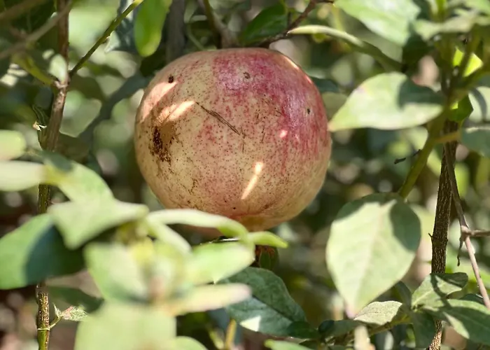 Maria Νέο Χωριό